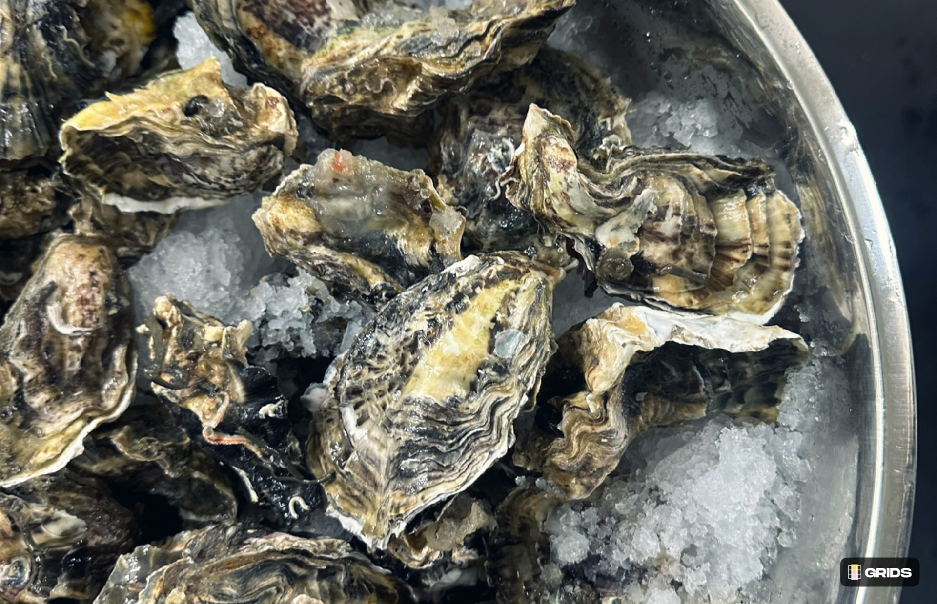 Fresh New Zealand oysters resting on crushed ice